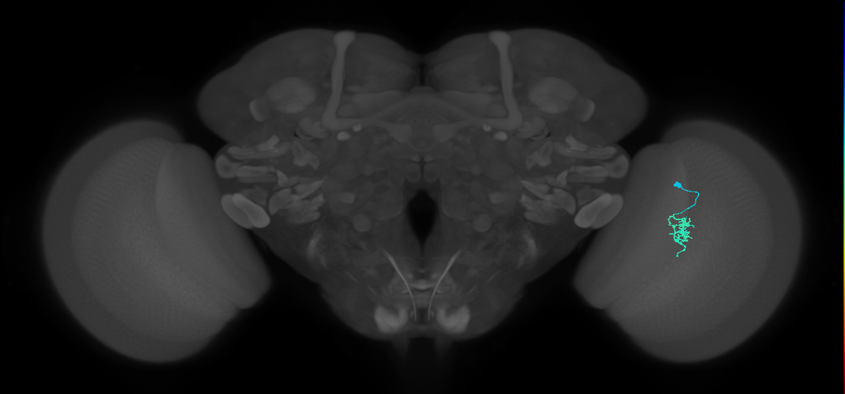 Cm2_R (JRC_OpticLobe:124212)