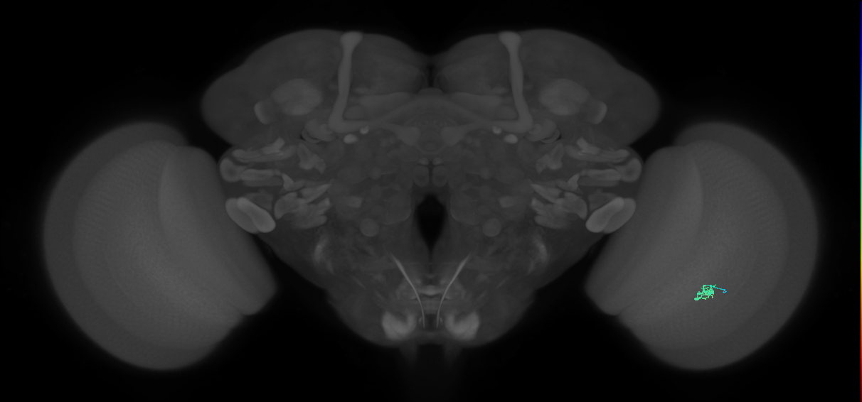 Cm2_R (JRC_OpticLobe:201109)