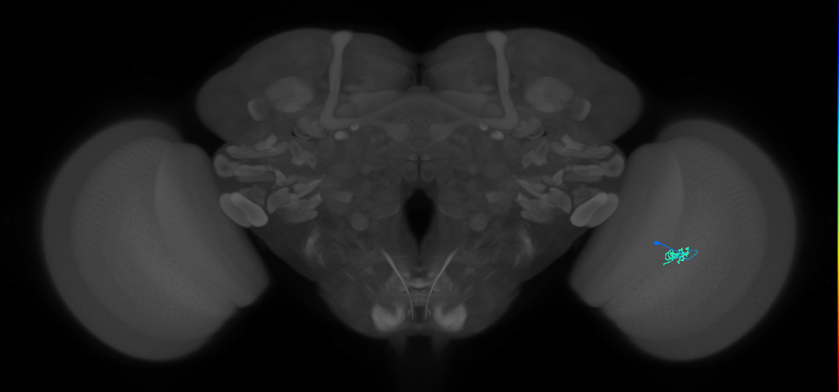 Cm2_R (JRC_OpticLobe:154432)