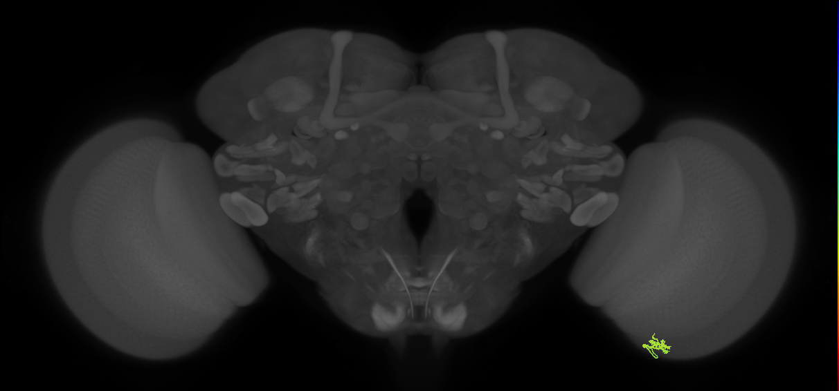 Cm2_R (JRC_OpticLobe:158520)