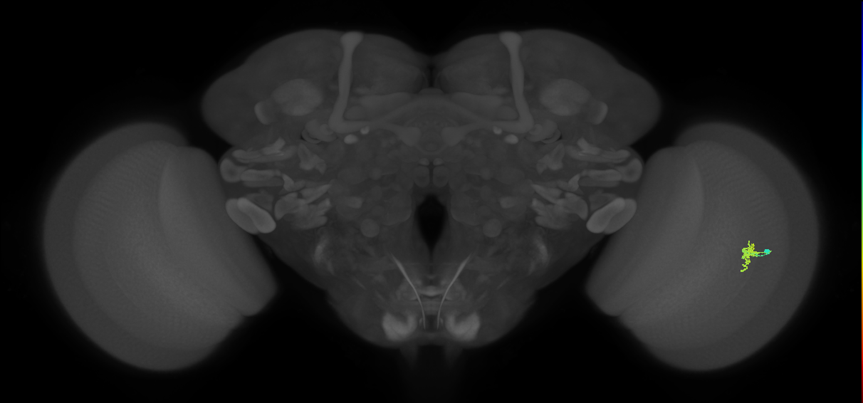 Cm2_R (JRC_OpticLobe:118011)