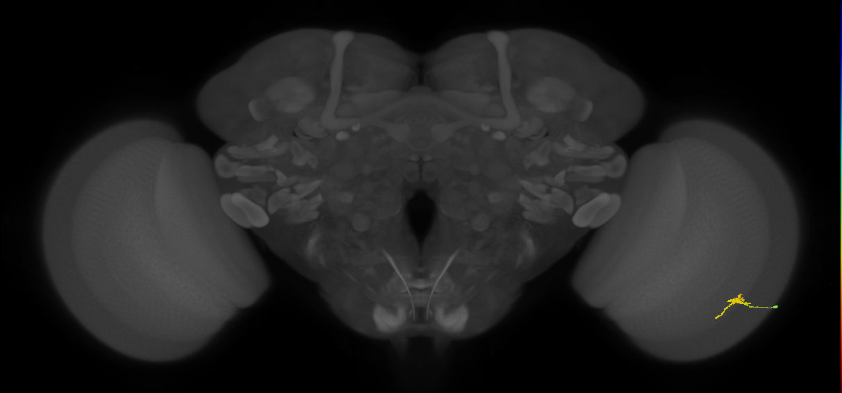 Cm2_R (JRC_OpticLobe:133526)