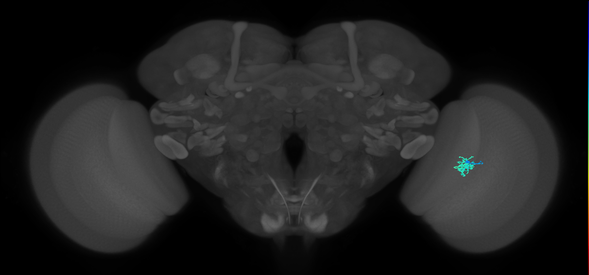 Cm2_R (JRC_OpticLobe:124023)