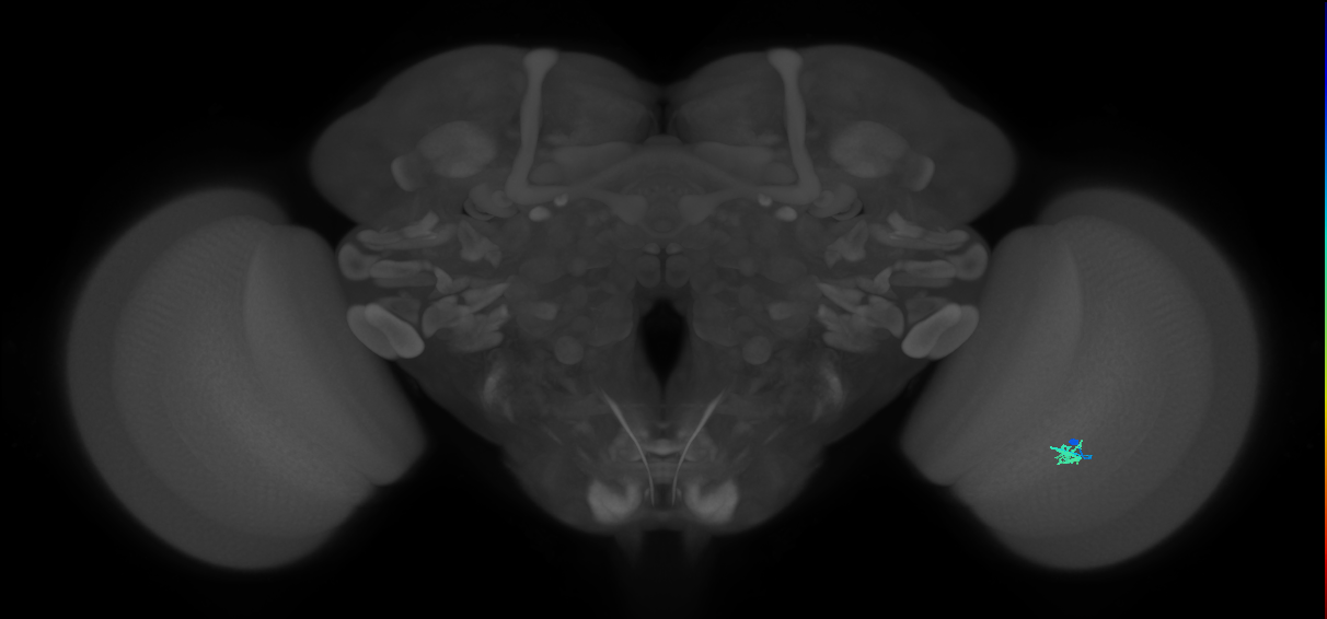 Cm2_R (JRC_OpticLobe:157167)