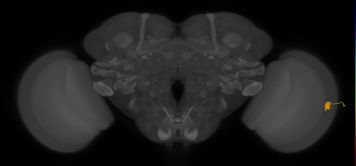 Cm2_R (JRC_OpticLobe:127456)