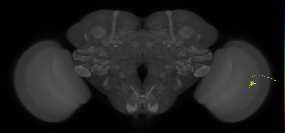 Cm2_R (JRC_OpticLobe:178823)