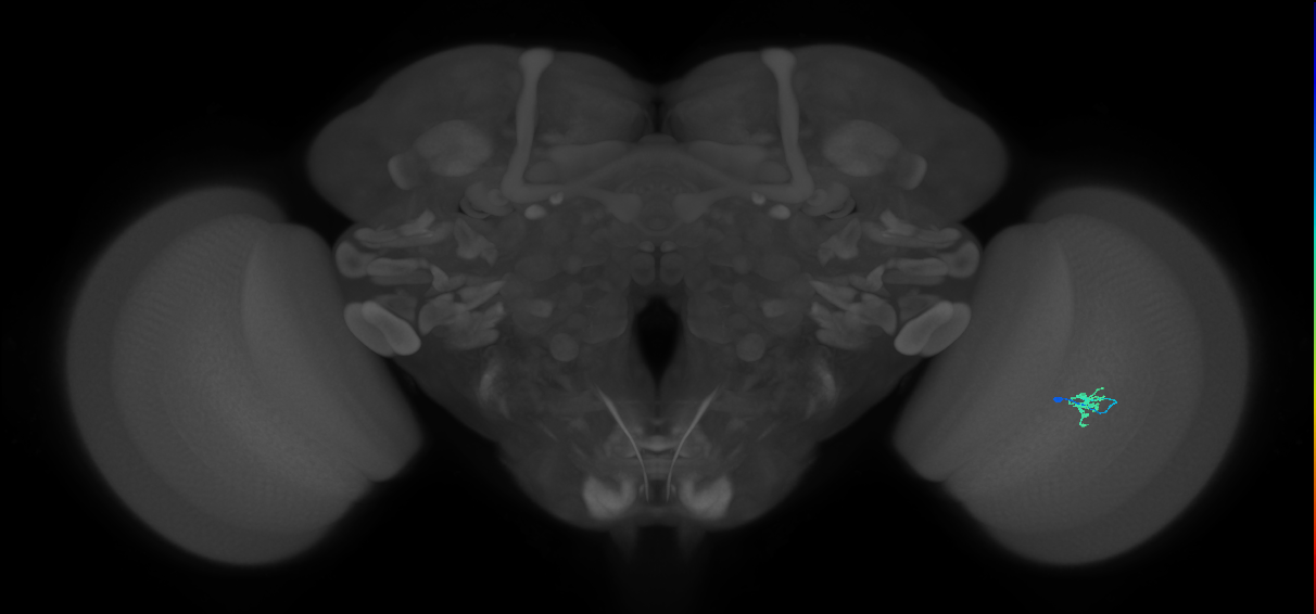 Cm2_R (JRC_OpticLobe:154798)
