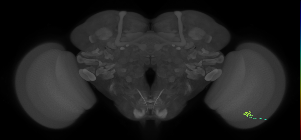 Cm2_R (JRC_OpticLobe:151481)