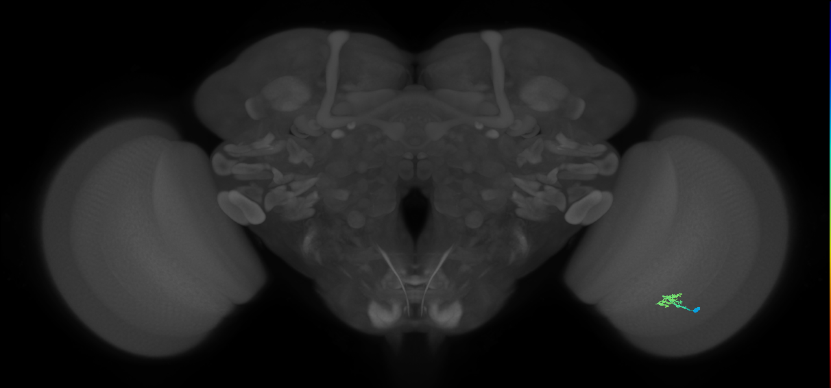 Cm2_R (JRC_OpticLobe:138794)