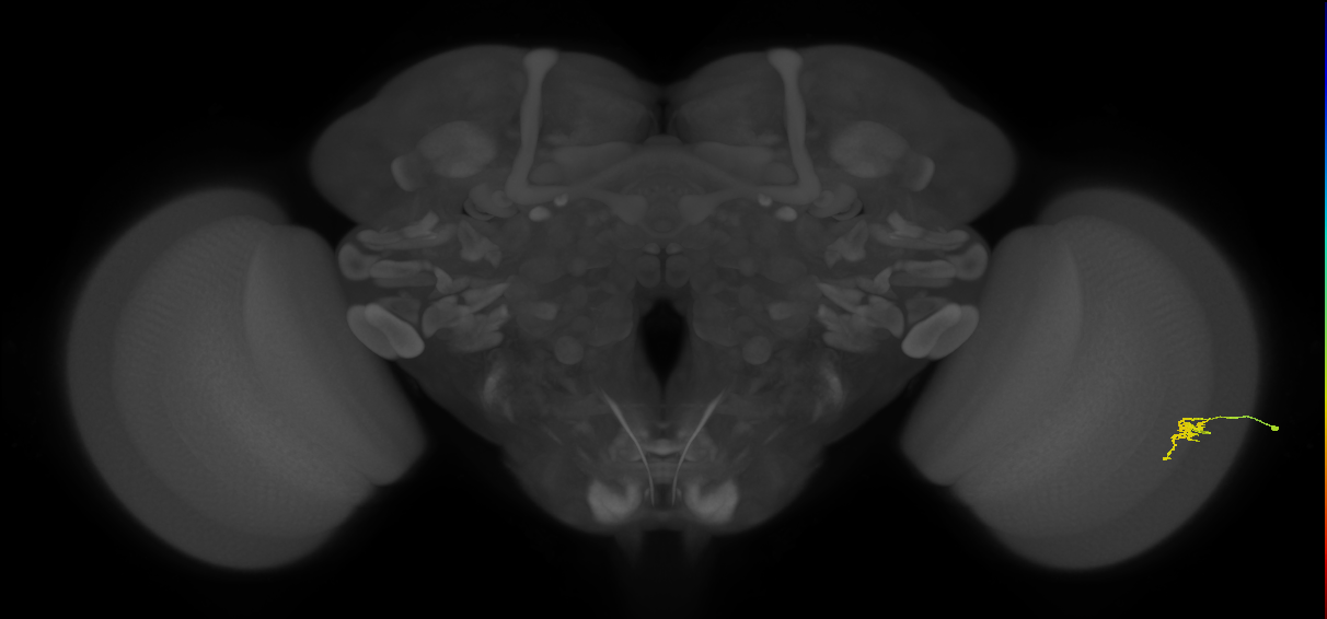 Cm2_R (JRC_OpticLobe:199384)