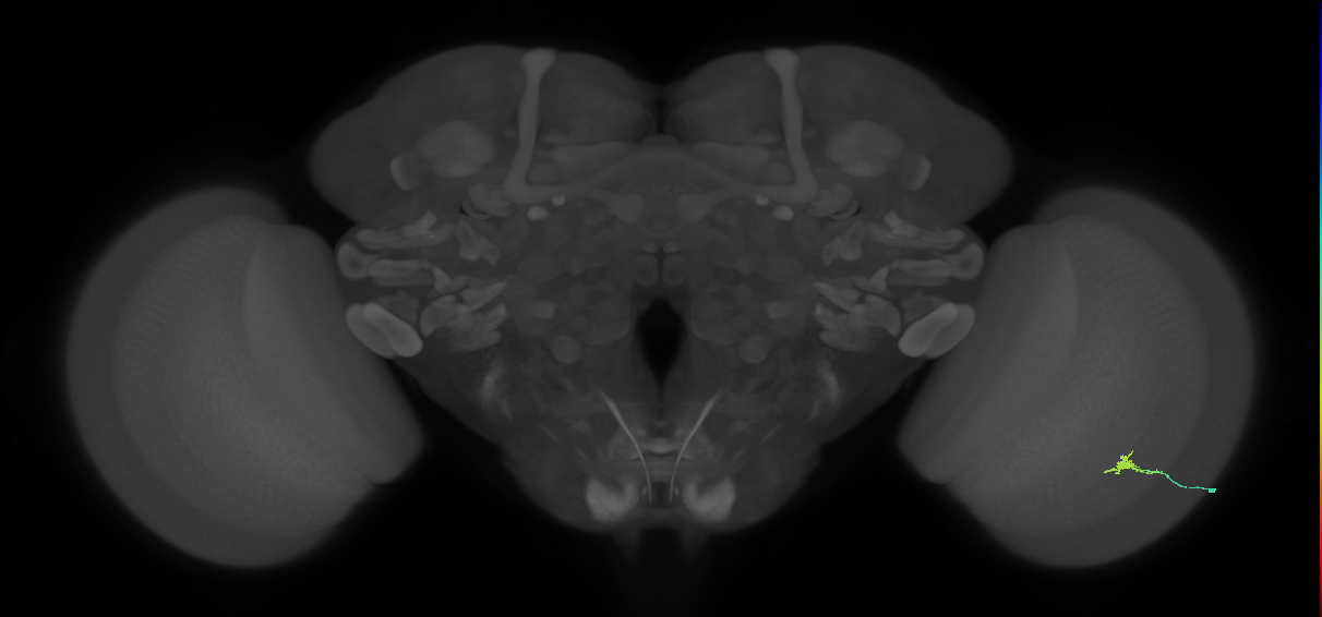 Cm2_R (JRC_OpticLobe:148406)