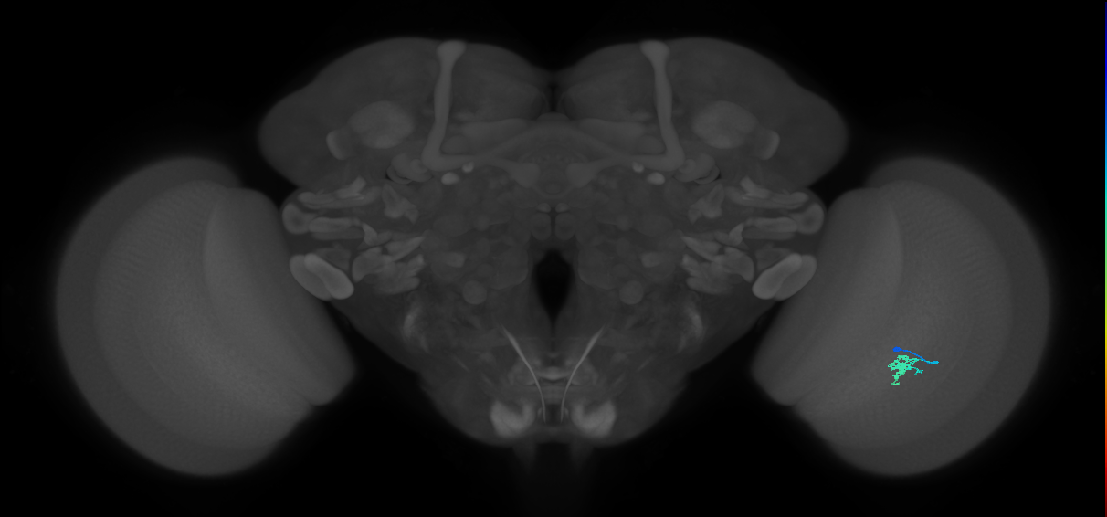 Cm2_R (JRC_OpticLobe:181488)