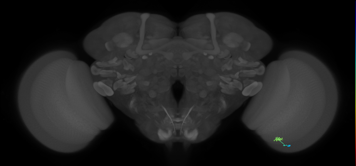 Cm2_R (JRC_OpticLobe:155147)