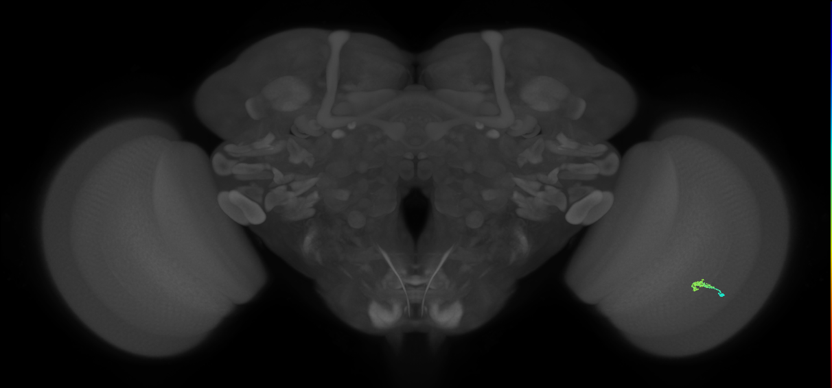 Cm2_R (JRC_OpticLobe:152467)