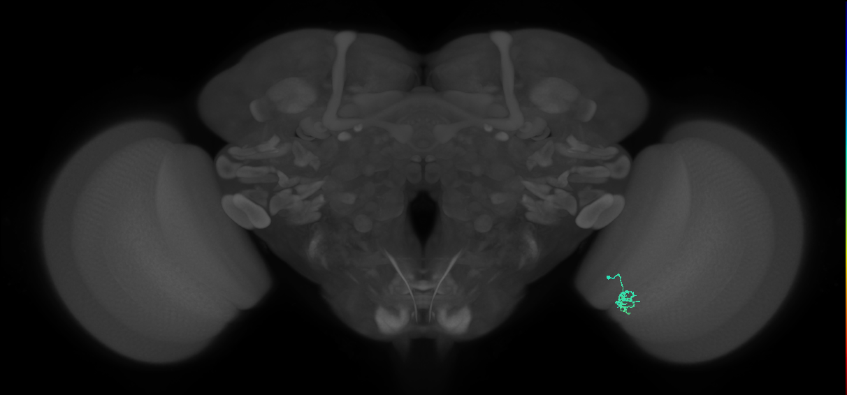 Cm2_R (JRC_OpticLobe:159208)
