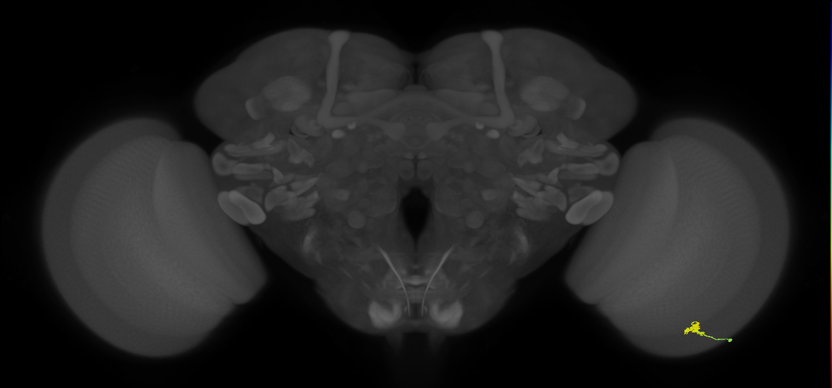 Cm2_R (JRC_OpticLobe:148164)
