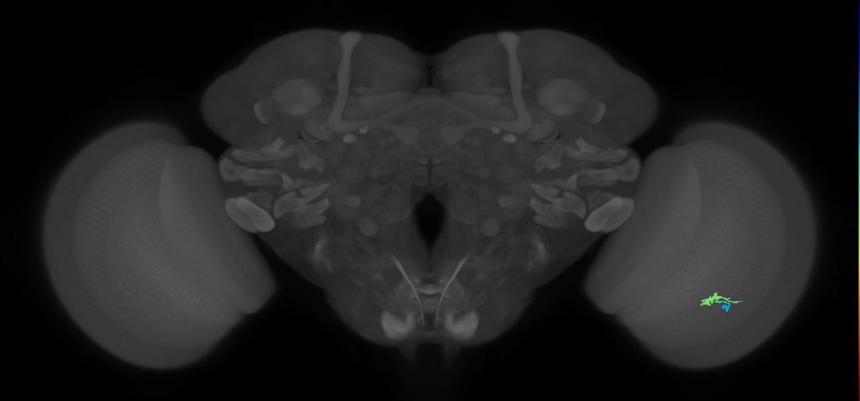 Cm2_R (JRC_OpticLobe:148075)