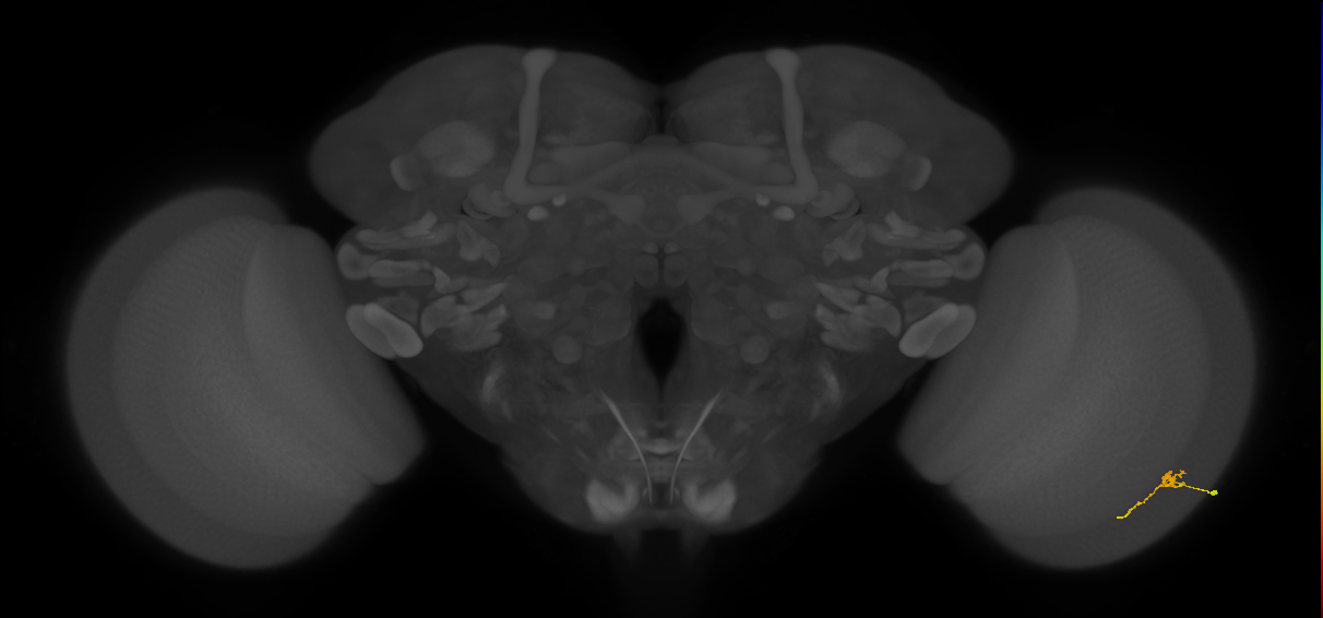 Cm2_R (JRC_OpticLobe:152255)