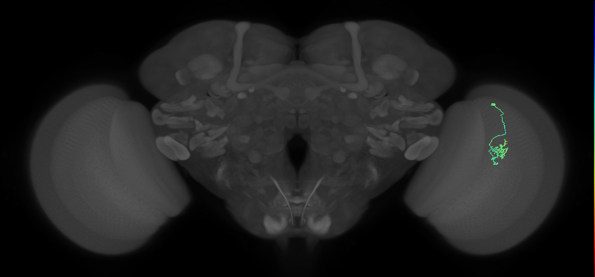 Cm2_R (JRC_OpticLobe:120428)
