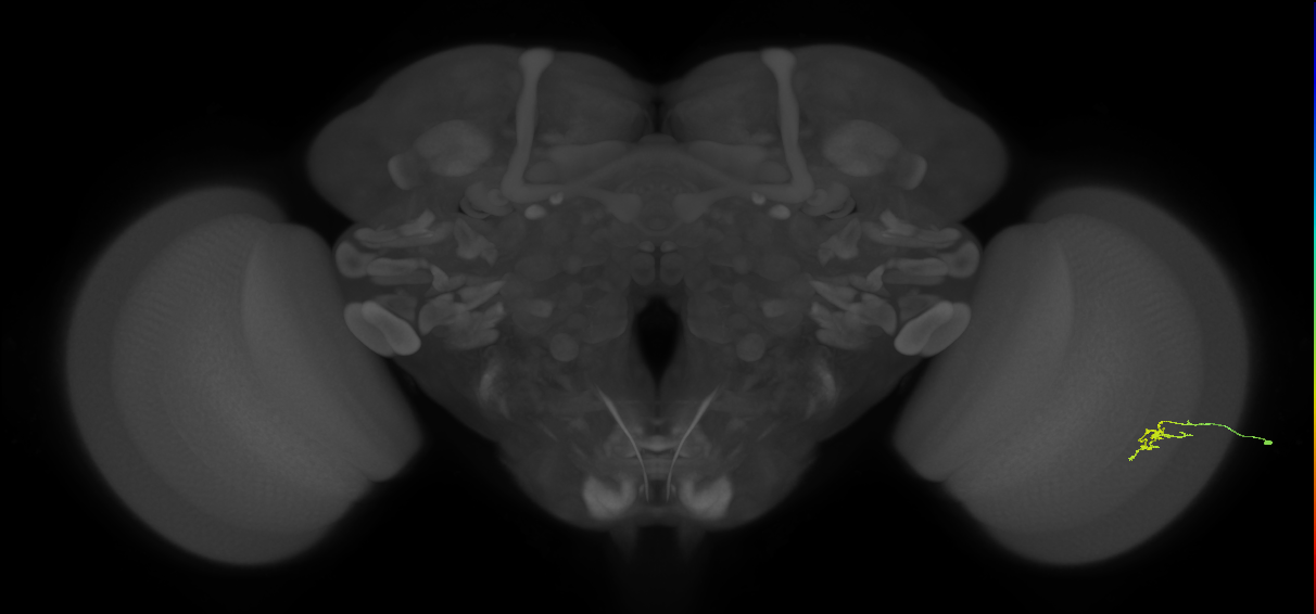 Cm2_R (JRC_OpticLobe:192229)