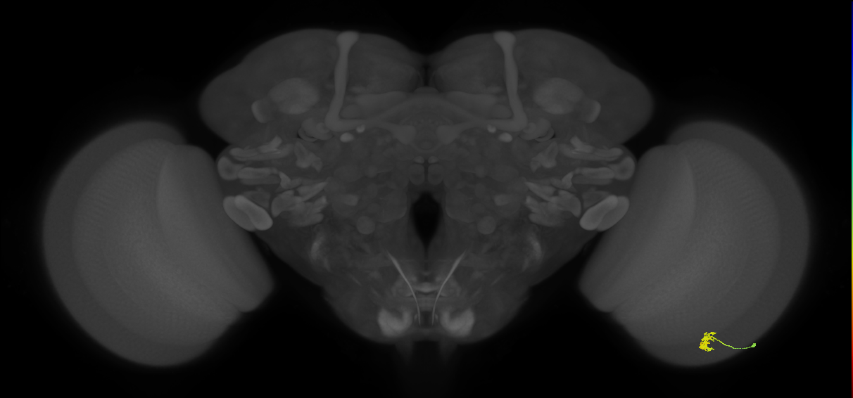 Cm2_R (JRC_OpticLobe:145438)