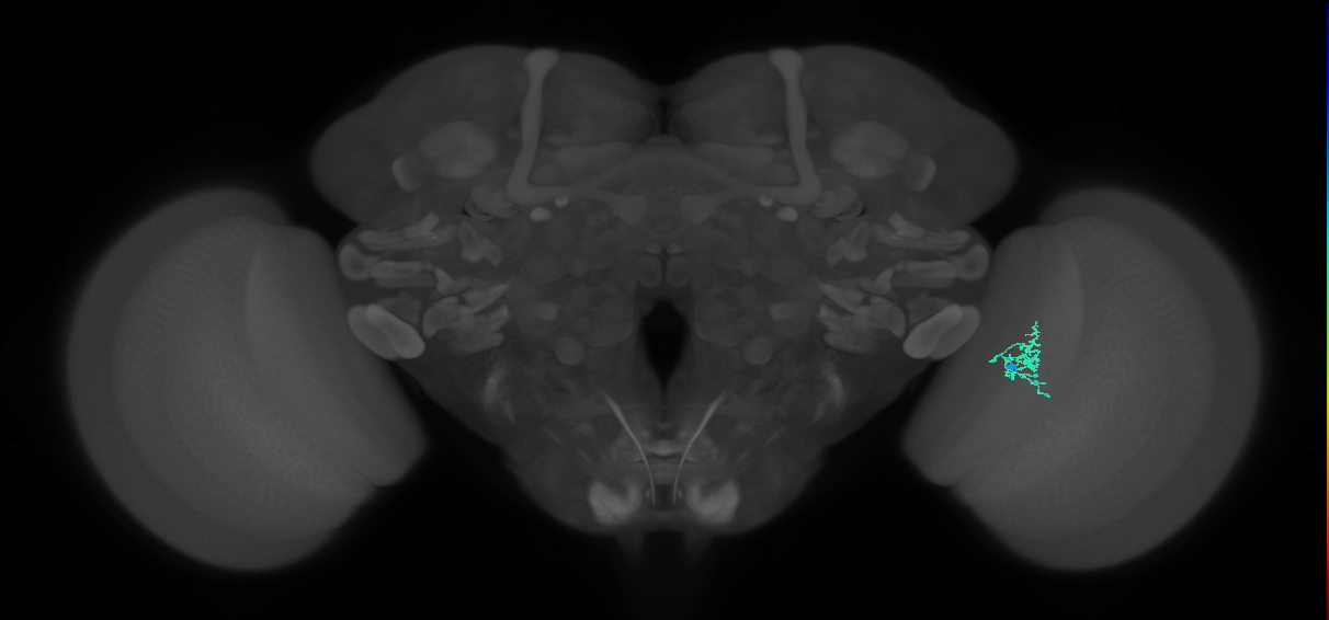 Cm2_R (JRC_OpticLobe:129346)