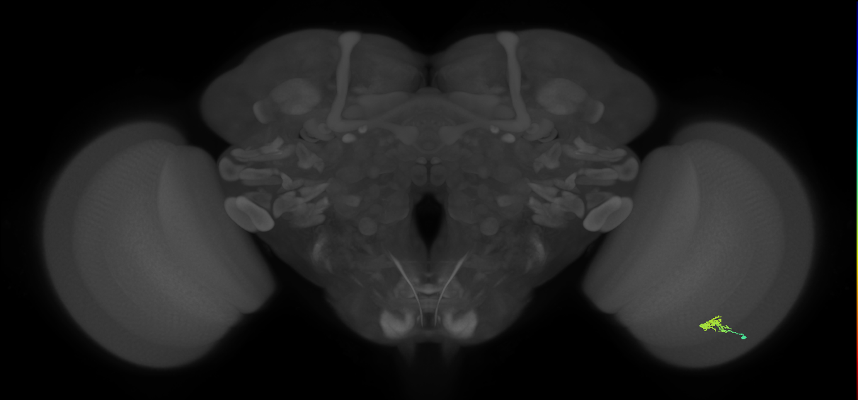 Cm2_R (JRC_OpticLobe:149823)