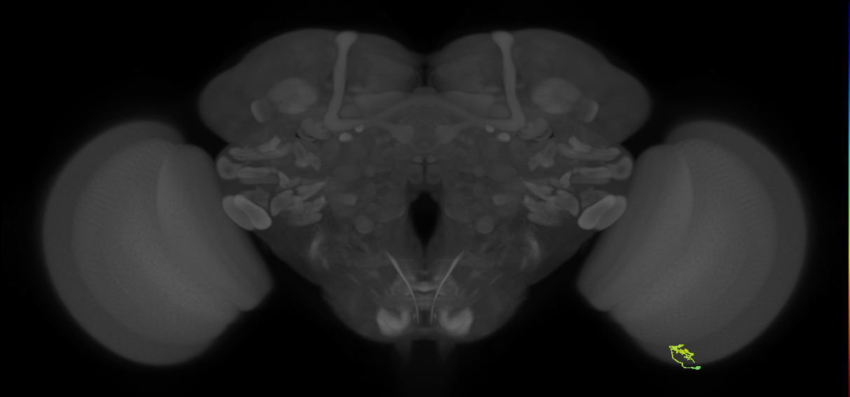 Cm2_R (JRC_OpticLobe:164539)