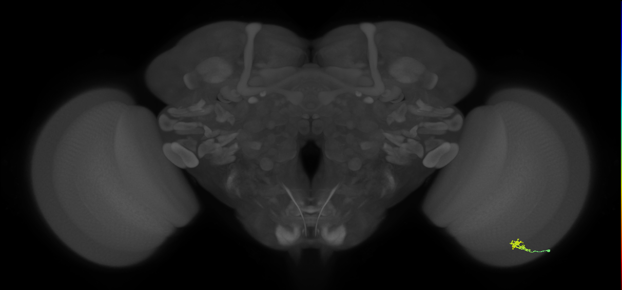 Cm2_R (JRC_OpticLobe:154360)
