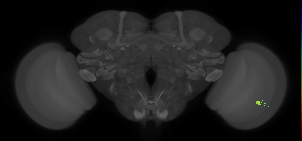 Cm2_R (JRC_OpticLobe:154379)