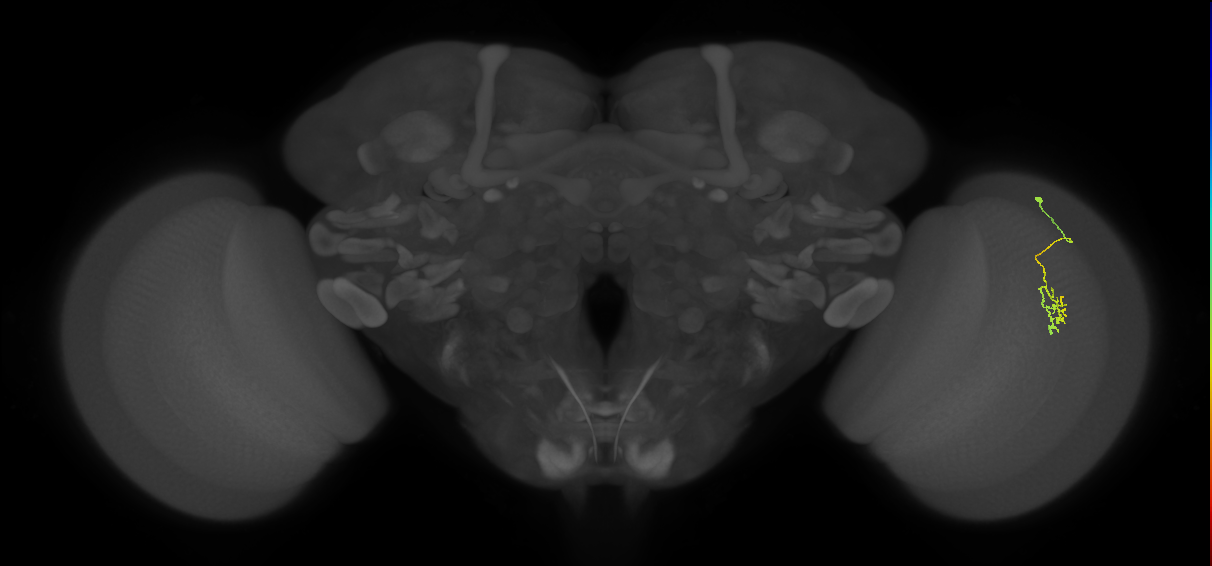 Cm2_R (JRC_OpticLobe:554350)