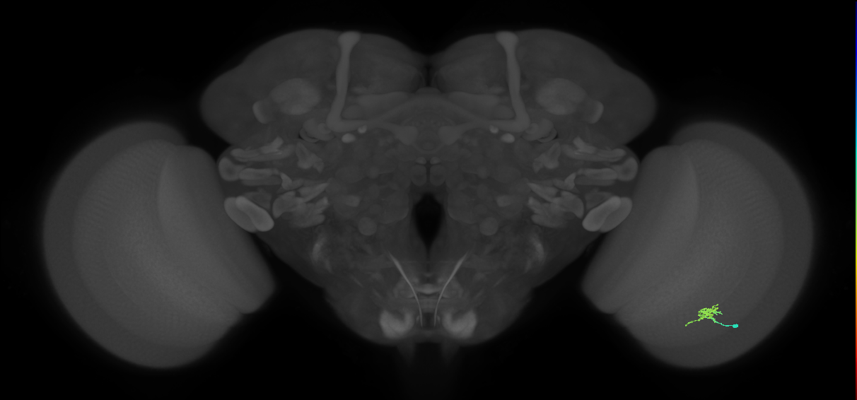 Cm2_R (JRC_OpticLobe:133445)