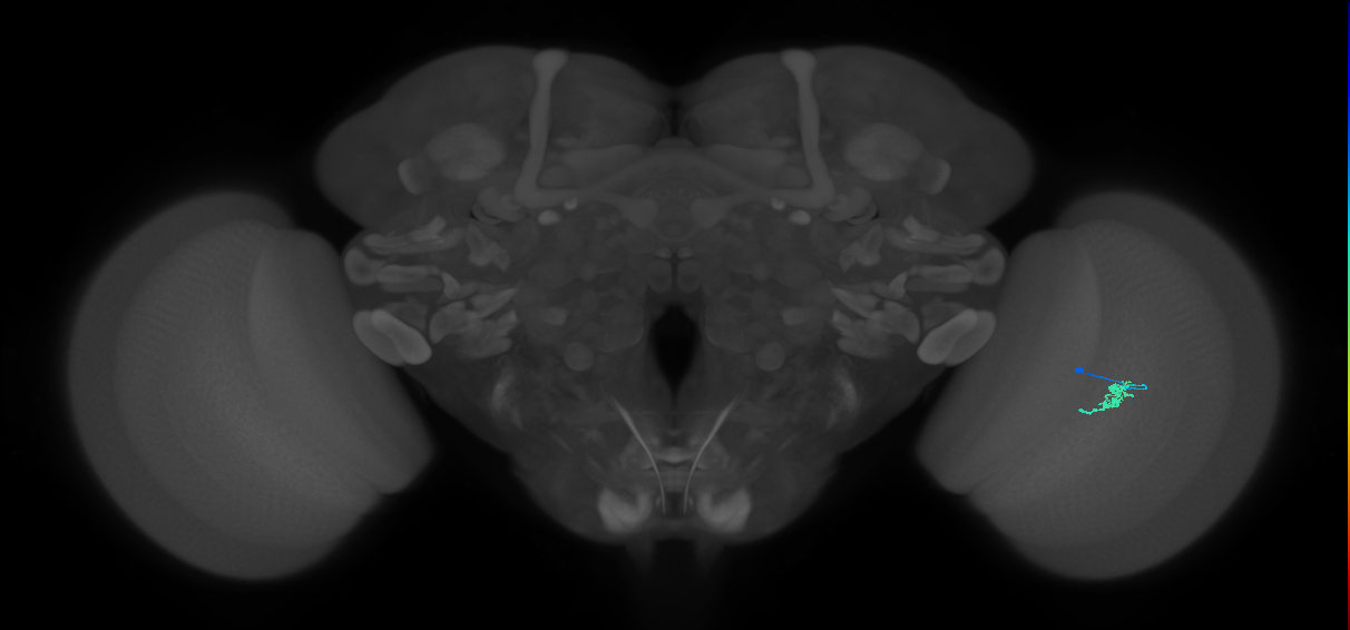Cm2_R (JRC_OpticLobe:143125)