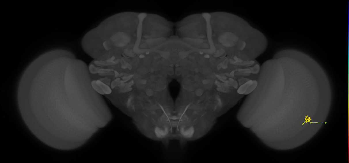 Cm2_R (JRC_OpticLobe:142977)