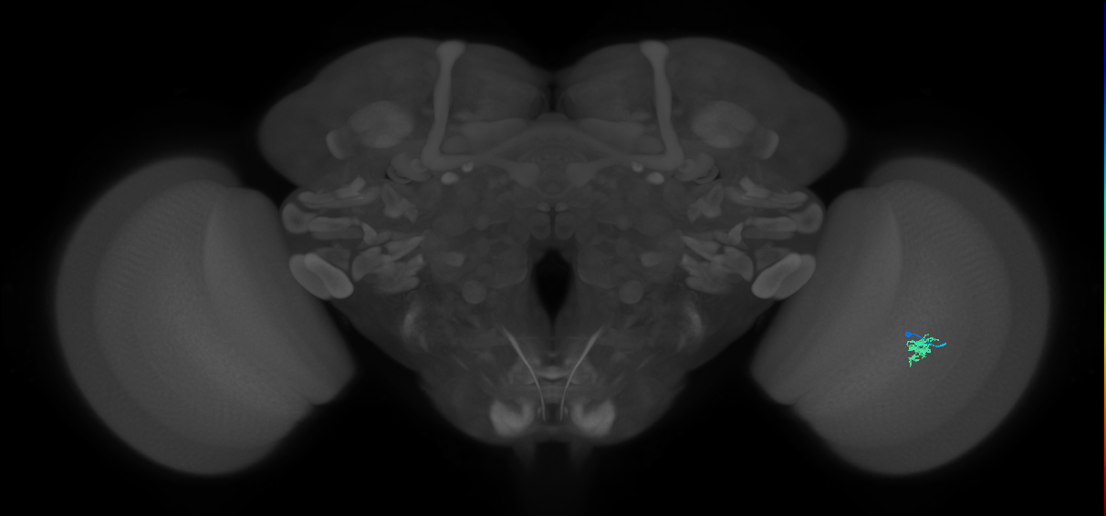 Cm2_R (JRC_OpticLobe:146960)
