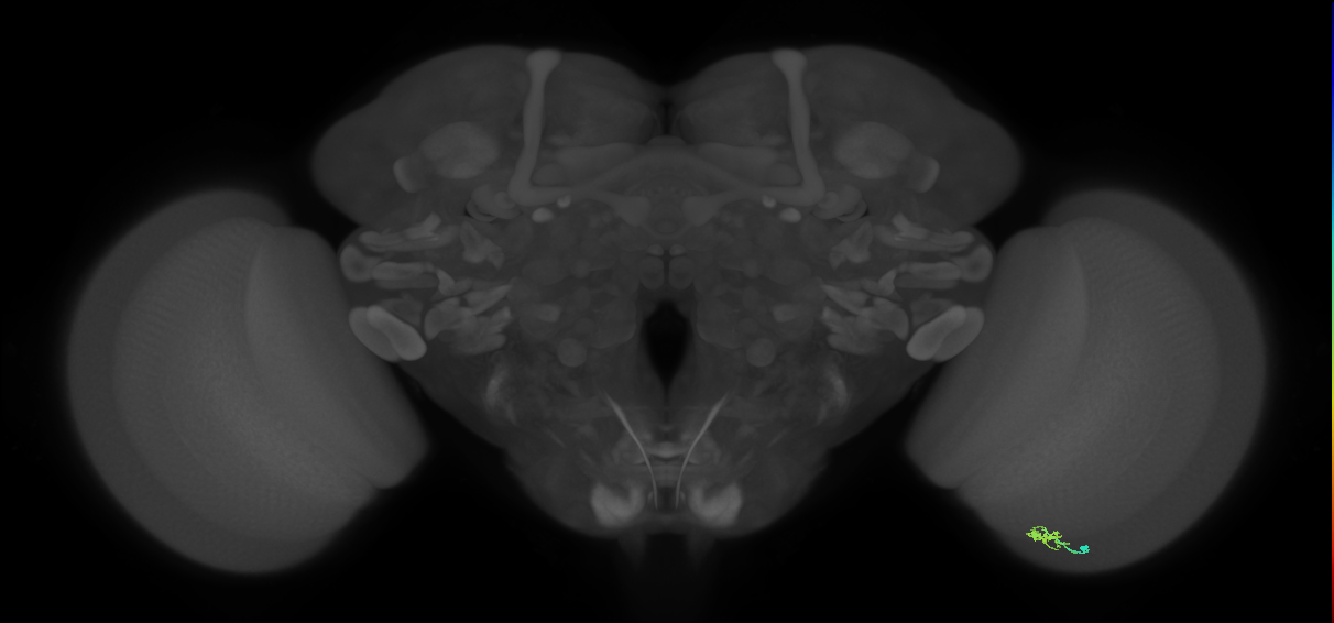 Cm2_R (JRC_OpticLobe:159704)