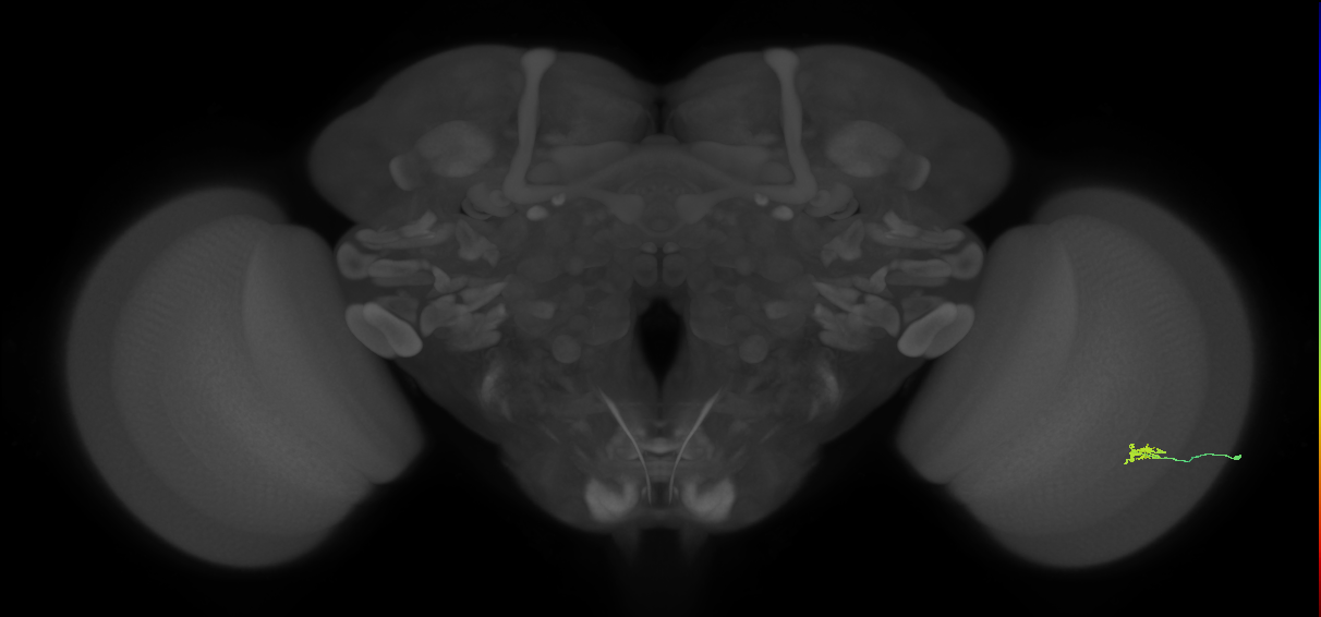 Cm2_R (JRC_OpticLobe:149331)