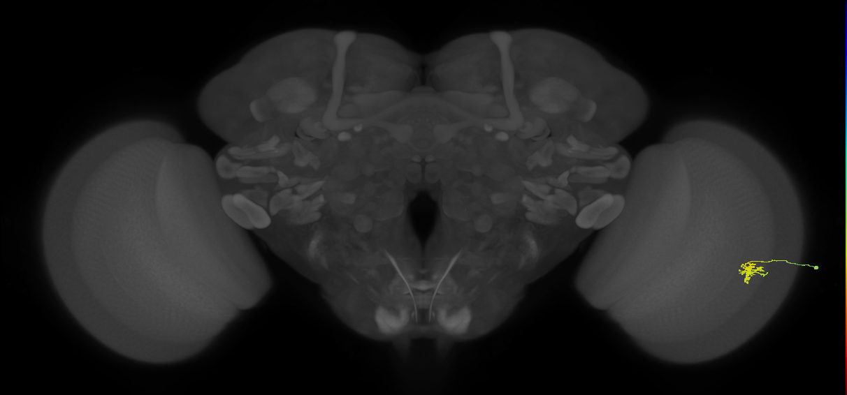 Cm2_R (JRC_OpticLobe:127727)