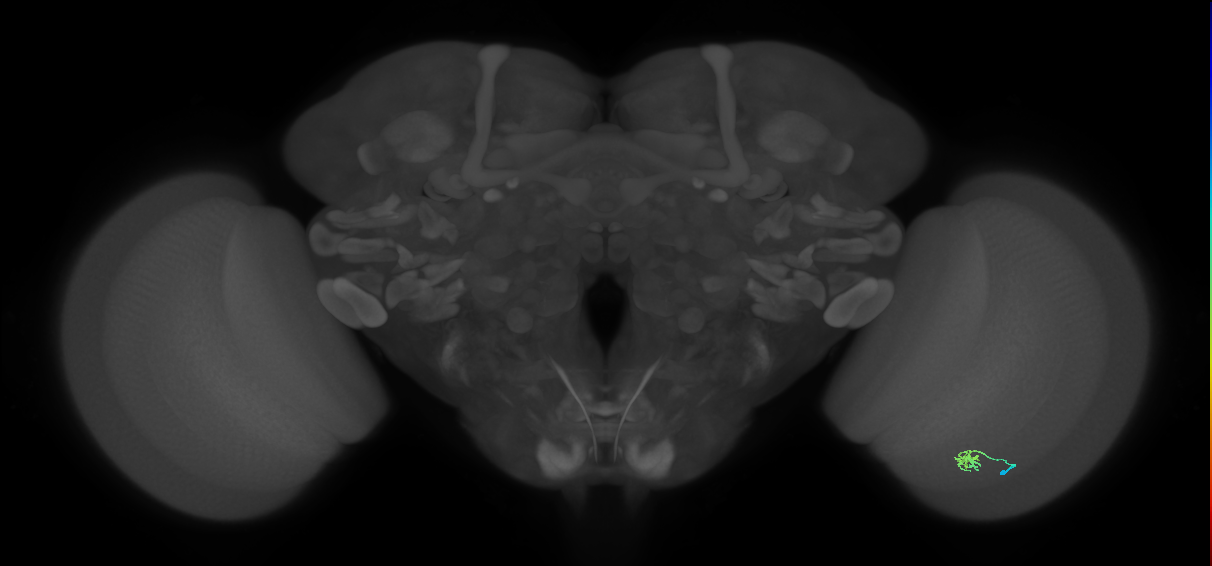 Cm2_R (JRC_OpticLobe:163012)