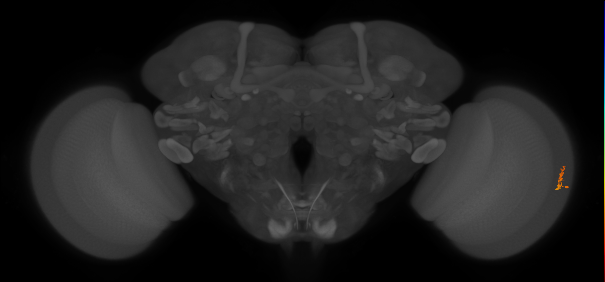 Cm2_R (JRC_OpticLobe:138305)