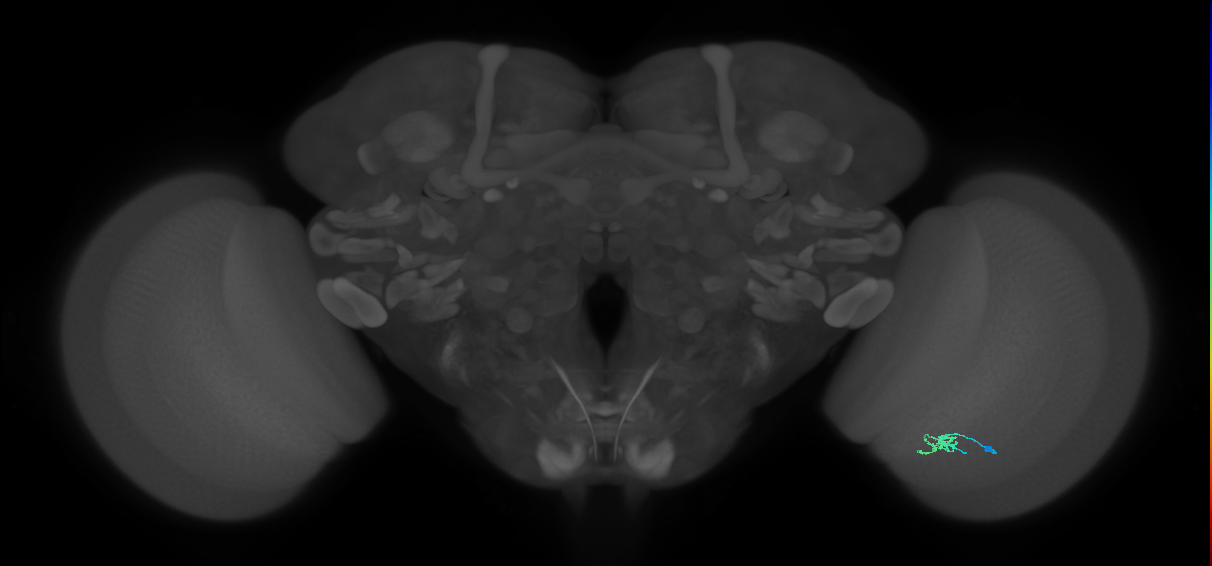 Cm2_R (JRC_OpticLobe:134147)