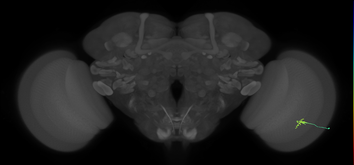 Cm2_R (JRC_OpticLobe:211822)