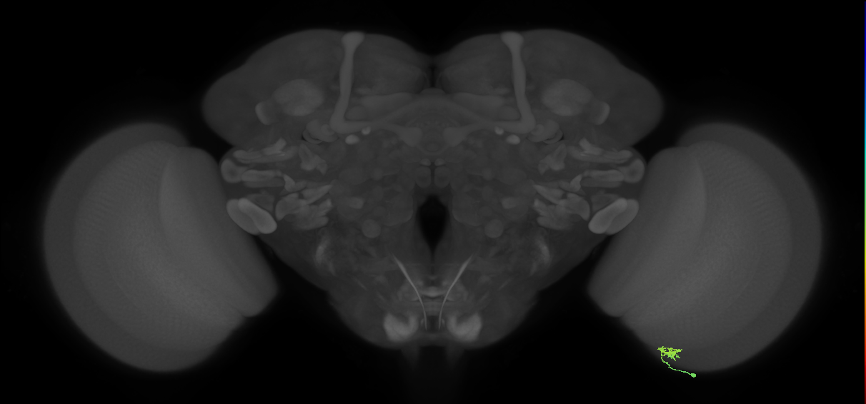 Cm2_R (JRC_OpticLobe:155786)