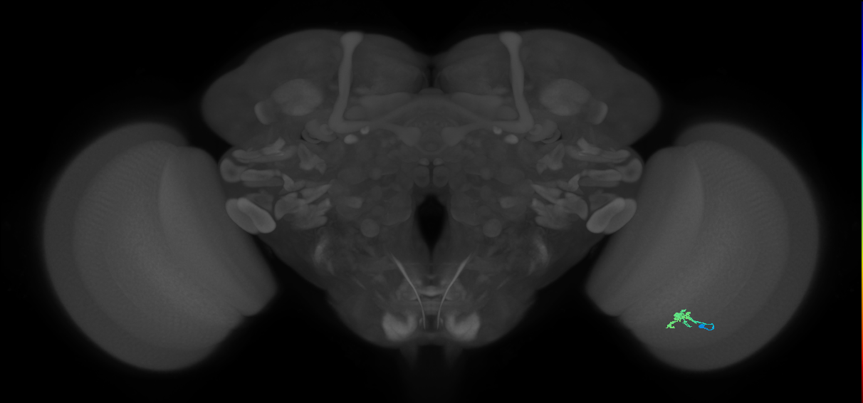 Cm2_R (JRC_OpticLobe:129692)