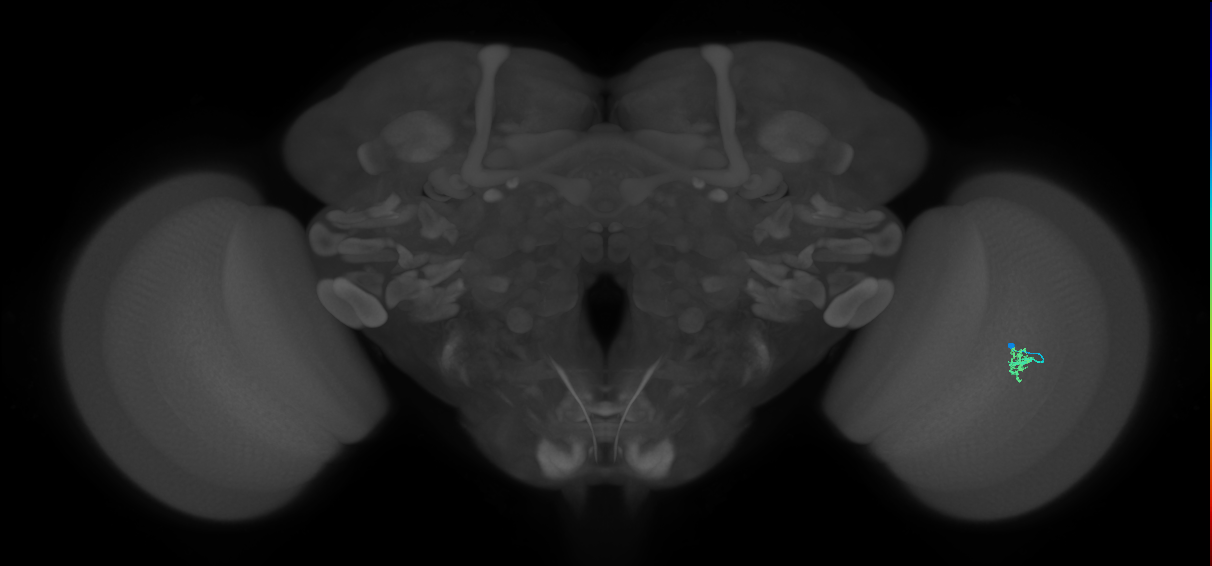 Cm2_R (JRC_OpticLobe:139806)