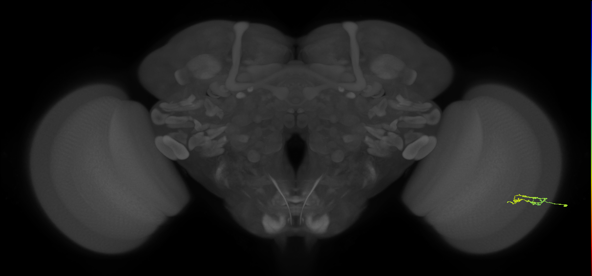 Cm2_R (JRC_OpticLobe:541612)