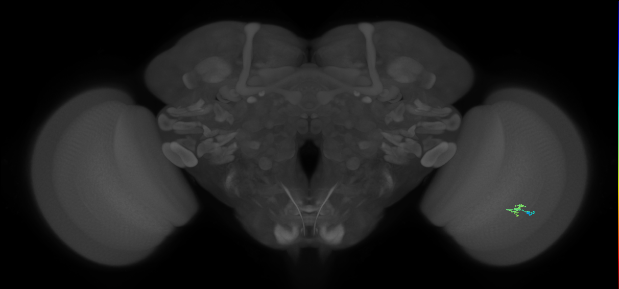 Cm2_R (JRC_OpticLobe:152409)