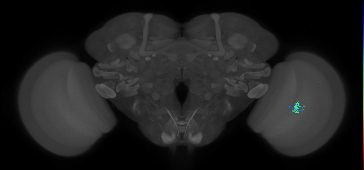 Cm2_R (JRC_OpticLobe:141751)