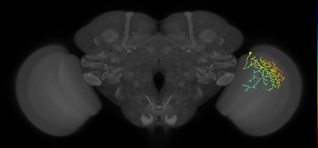 Cm21_R (JRC_OpticLobe:33945)