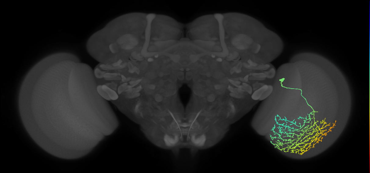 Cm21_R (JRC_OpticLobe:18614)